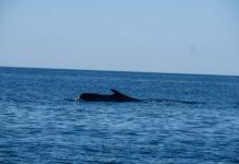 Balenottera in difficoltà nelle acque a Brancaleone