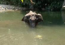 Elenfantessa incinta muore dopo aver mangiato ananas pieno di petardi