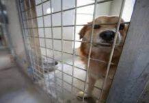 Calabria- scoperto e sequestrato canile lager, denunciato il proprietario
