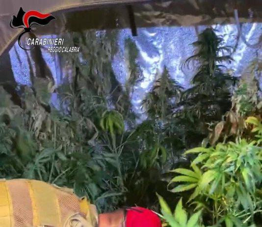 Scoperta piantagione di 1800 piante di marijuana nella locride- arrestate 5 persone