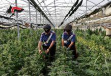 Calabria- Operazione Oro verde, scoperte in un vivaio 10mila piante di cannabis
