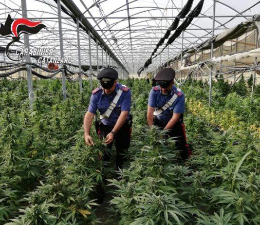 Calabria- Operazione Oro verde, scoperte in un vivaio 10mila piante di cannabis