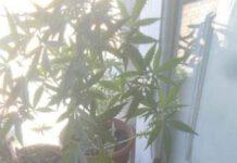 Coltivava marijuana in terrazzo, arrestato 55enne