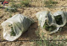 Scoperta piantagione di canapa indiana nel reggino