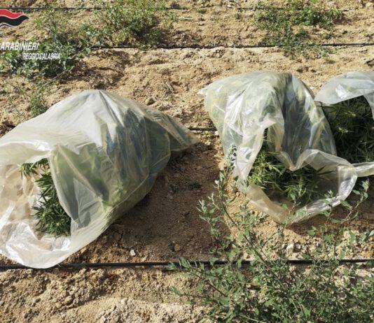 Scoperta piantagione di canapa indiana nel reggino