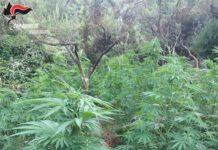 Rinvenuta e sequestrata piantagione di canapa indiana nel reggino
