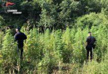 Scoperta piantagione di marijuana, arrestato 65enne