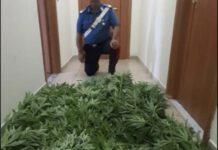 Marijuana in giardino tra pomodori, arrestato 66enne