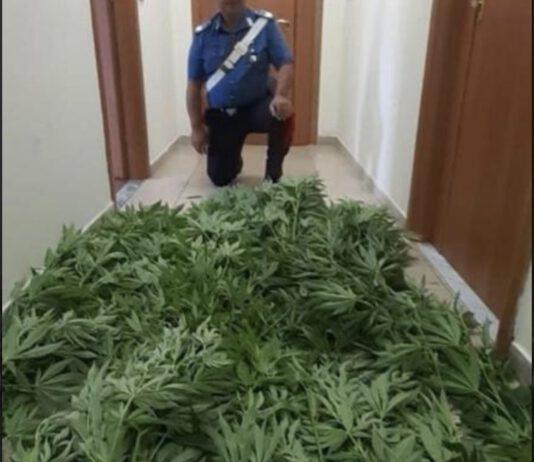 Marijuana in giardino tra pomodori, arrestato 66enne