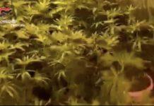 Taurianova- scoperto bunker sotterraneo utilizzato per la coltivazione di marijuana, due arresti