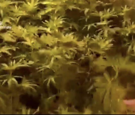 Taurianova- scoperto bunker sotterraneo utilizzato per la coltivazione di marijuana, due arresti