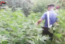 Scoperte due piantagioni tra Rosarno e San Ferdinando- 4 persone arrestate