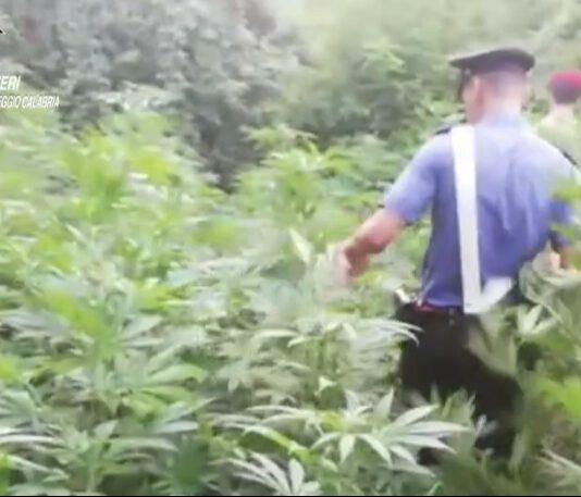 Scoperte due piantagioni tra Rosarno e San Ferdinando- 4 persone arrestate