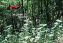 Scoperta piantagione di canapa indiana a Fabrizia