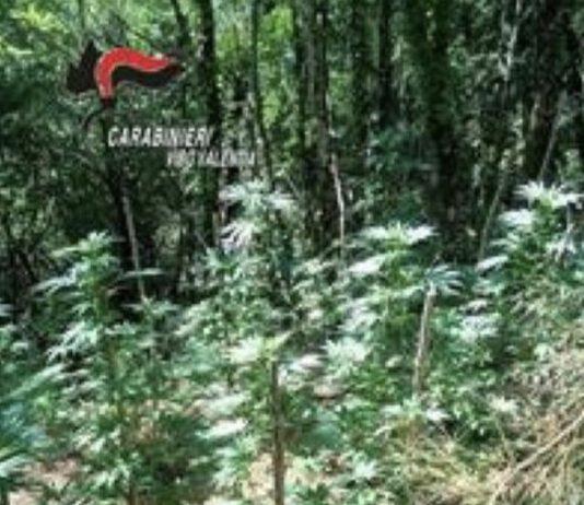 Scoperta piantagione di canapa indiana a Fabrizia