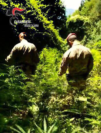 Piantagioni di marijuana scoperte dai Carabinieri