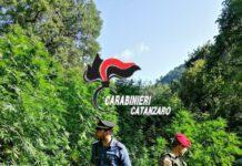 Due piantagioni di marijuana scoperte dai carabinieri