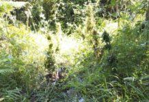 Scoperte duemila piante di marijuana