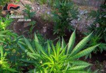 Rinvenuta coltivazione con 700 piante di marijuana