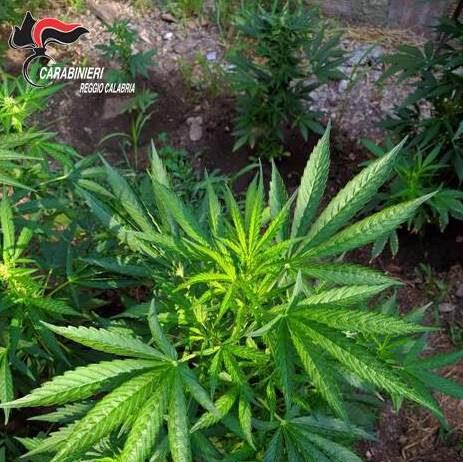 Rinvenuta coltivazione con 700 piante di marijuana