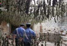 Taurianova- sequestrate 7000 piante di marijuana