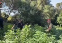Scoperte dai carabinieri duemila piante di marijuana