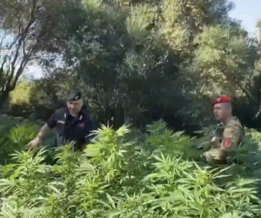 Scoperte dai carabinieri duemila piante di marijuana