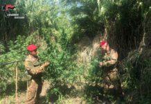 Piantagione di marijuana rinvenuta a Castellace