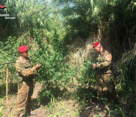 Piantagione di marijuana rinvenuta a Castellace