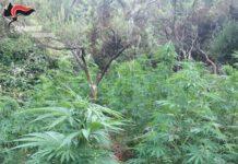 Locri: rinvenute 1200 piante di canapa indiana, 4 persone arrestate