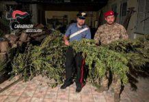 Abitazione adibita ad essiccatoio di marijuana- due arresti