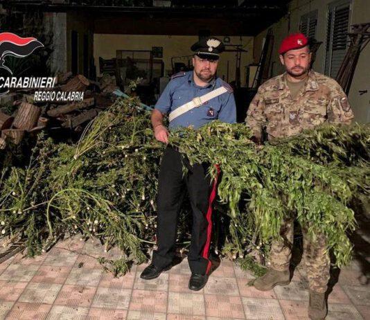 Abitazione adibita ad essiccatoio di marijuana- due arresti