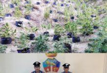 Piantagione di canapa indiana rinvenuta a Gioiosa ionica, due arresti