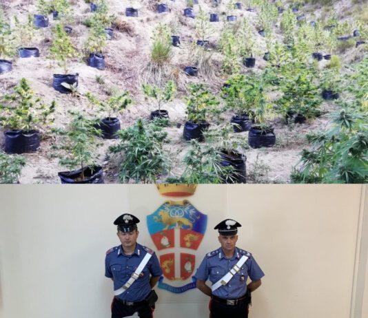 Piantagione di canapa indiana rinvenuta a Gioiosa ionica, due arresti