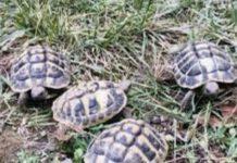 Calabria- salvate tartarughe abbandonate sui binari