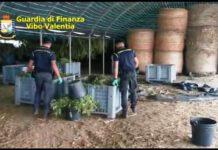 Sequestrati 6 quintali di marijuana, 5 arresti