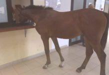 Gioia Tauro, cavallo si presenta all’ufficio Protocollo del comune