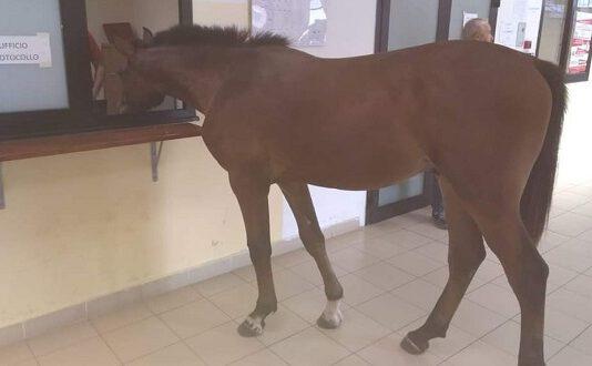 Gioia Tauro, cavallo si presenta all’ufficio Protocollo del comune