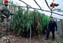 Reggio Calabria- sequestrate due piantagioni di cannabis