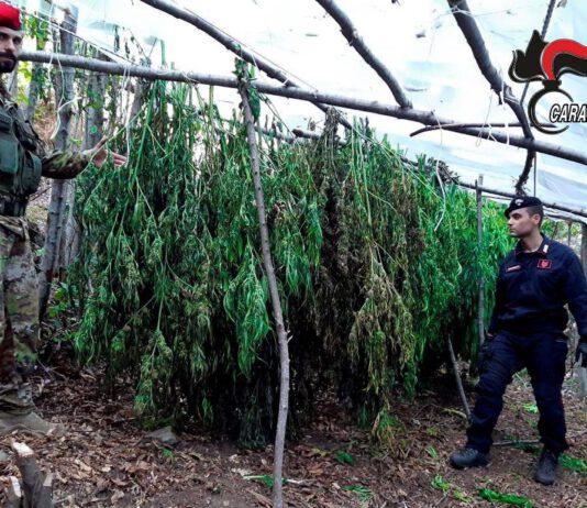 Reggio Calabria- sequestrate due piantagioni di cannabis