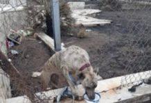 Abbandona il cane prima di partire in Germania, denunciata