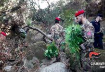 San Luca- scoperte due piantagioni di canapa indiana