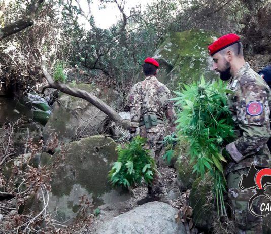 San Luca- scoperte due piantagioni di canapa indiana