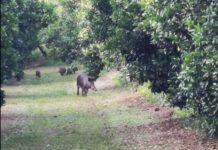 Coldiretti Calabria, i cinghiali sono troppi: la Regione intervenga con piani di abbattimento selettivi