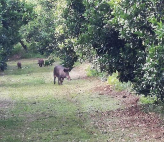 Coldiretti Calabria, i cinghiali sono troppi: la Regione intervenga con piani di abbattimento selettivi