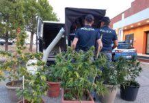Calabria- coltivava marijuana e maltrattava fratello disabile- denunciata 50enne