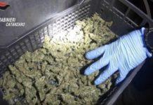 Piantagioni di marijuana in azienda ortoflorovivaistica- 8 arresti