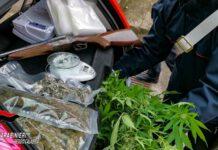 Coltivavano marijuana nelle serre- arrestati padre madre e figlio