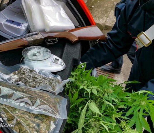 Coltivavano marijuana nelle serre- arrestati padre madre e figlio