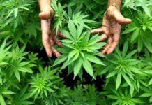 La cannabis esce dalla tabella ONU degli stupefacenti. Potrebbe curare Parkinson, epilessia ed alleviare dolori cancro